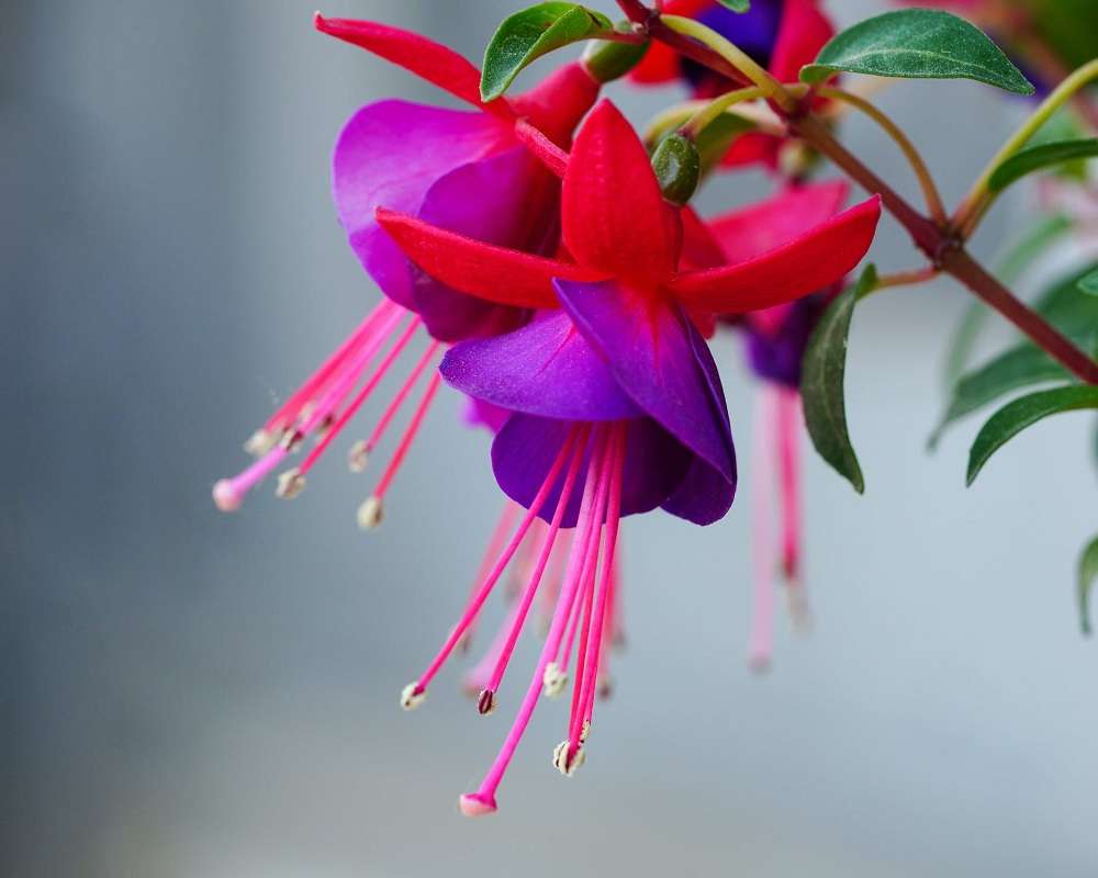 Φούξια- λουλούδια για το μπαλκόνι παζλ online