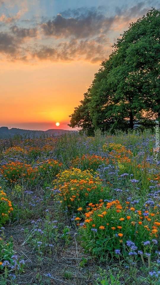 Blumenwiese bei Sonnenuntergang Puzzlespiel online