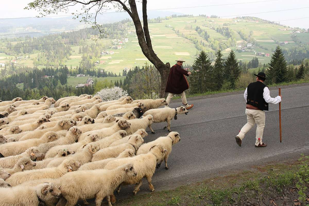Las ovejas bajan de las montañas. rompecabezas en línea