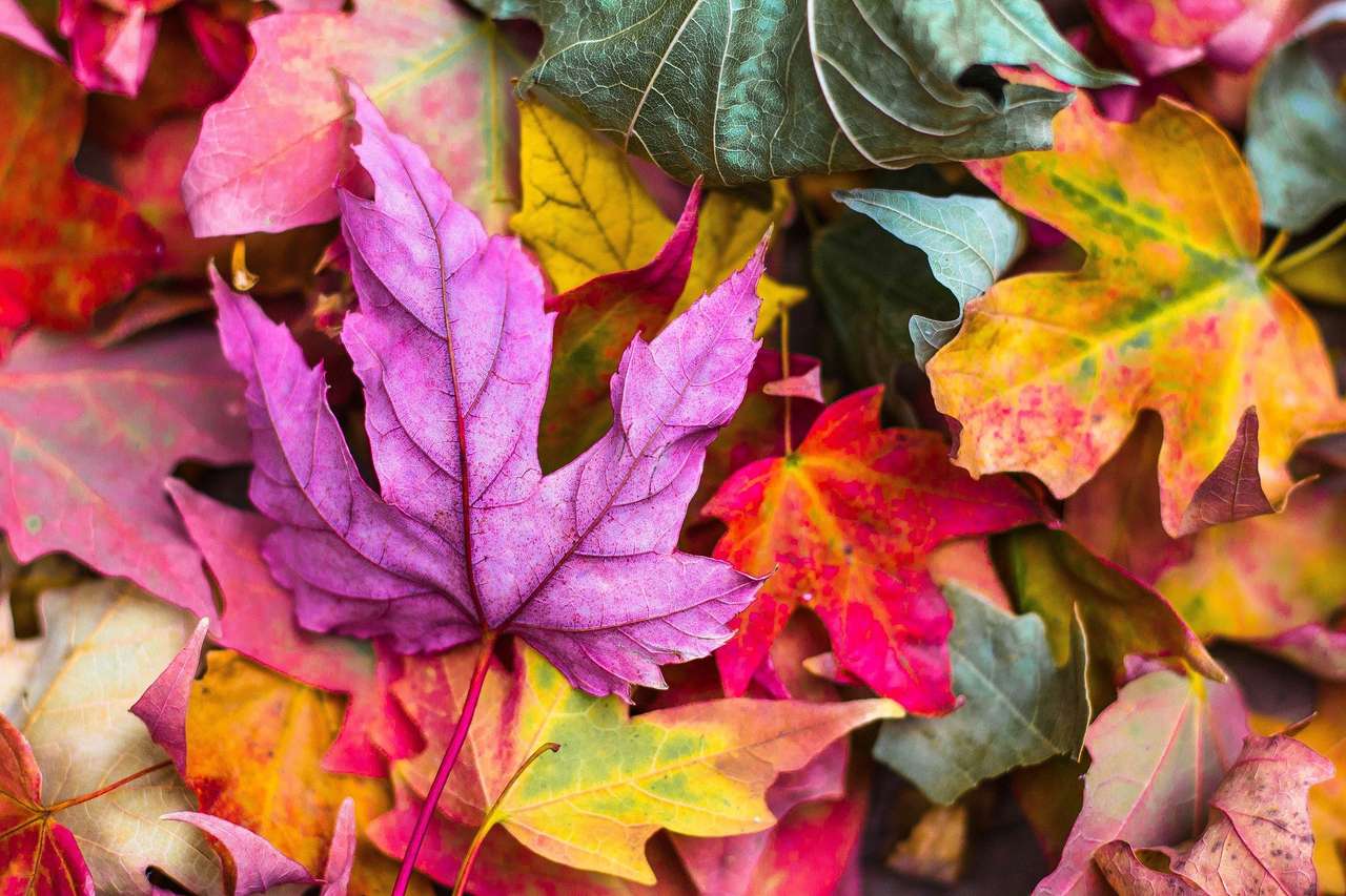 die Farben der Blätter im Herbst Online-Puzzle