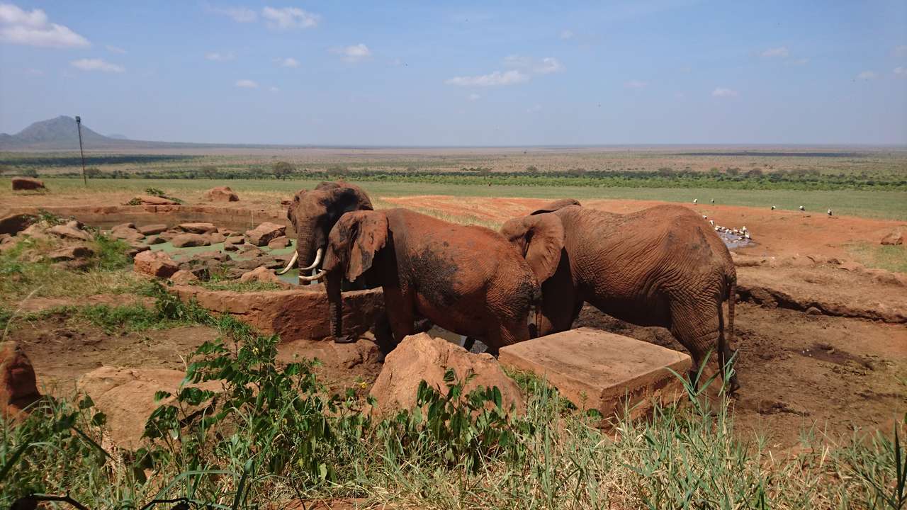 Olifanten in de savanne online puzzel