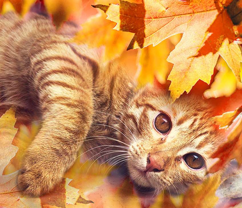 gatito entre hojas rompecabezas en línea