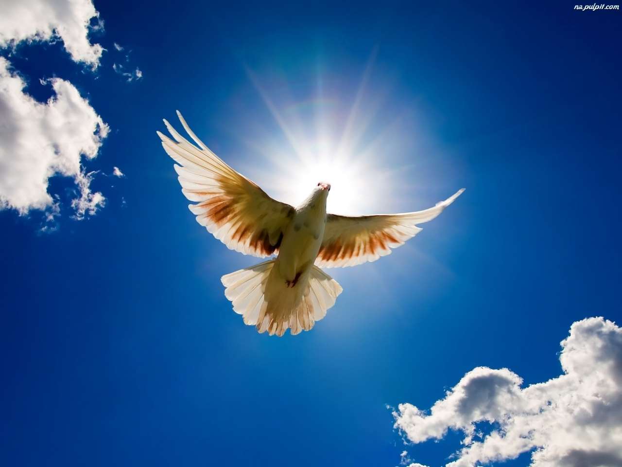 Flug einer weißen Taube an einem sonnigen Tag Online-Puzzle
