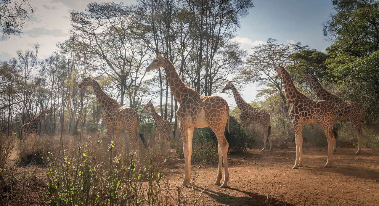 jirafas en un safari rompecabezas en línea
