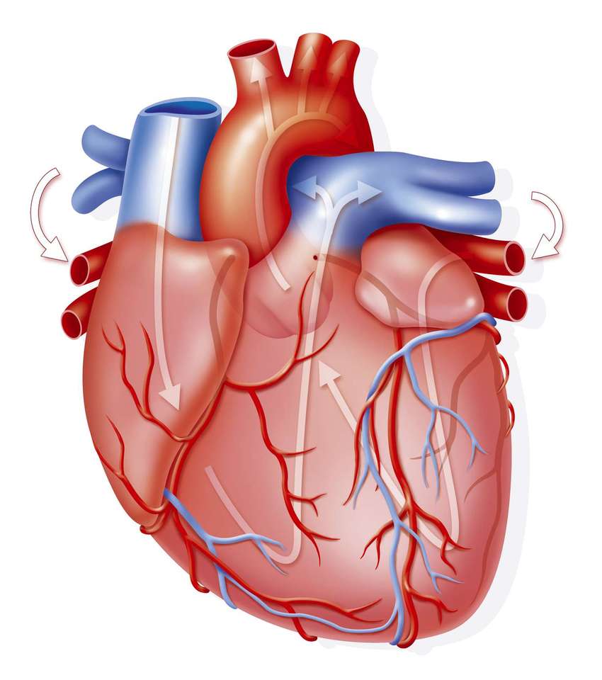 Human heart online puzzle