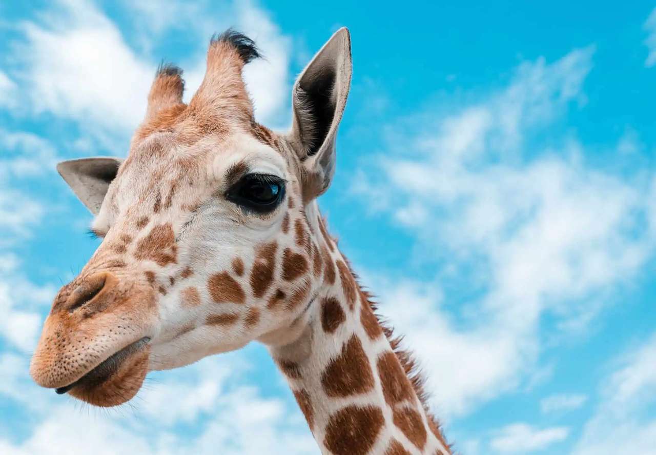 Giraff. pussel på nätet
