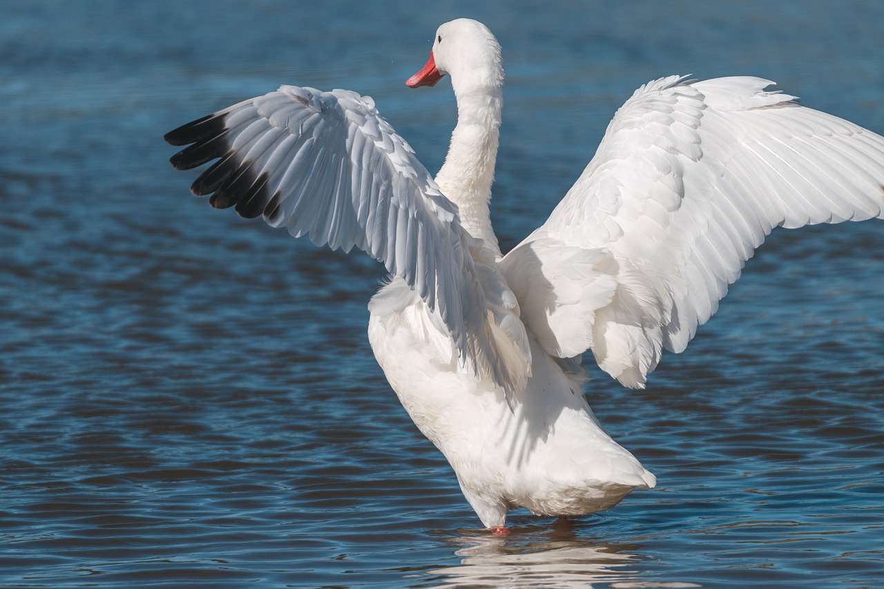 Aves Aquáticas Cisne quebra-cabeças online
