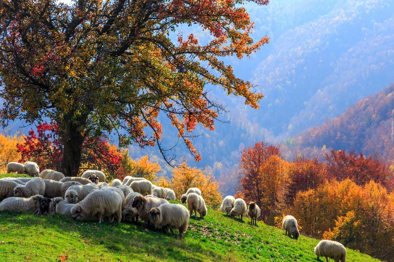 Schafe grasen in der Halle Online-Puzzle