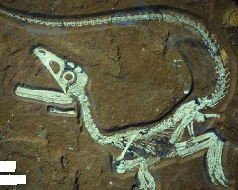fossiel bewijs legpuzzel online