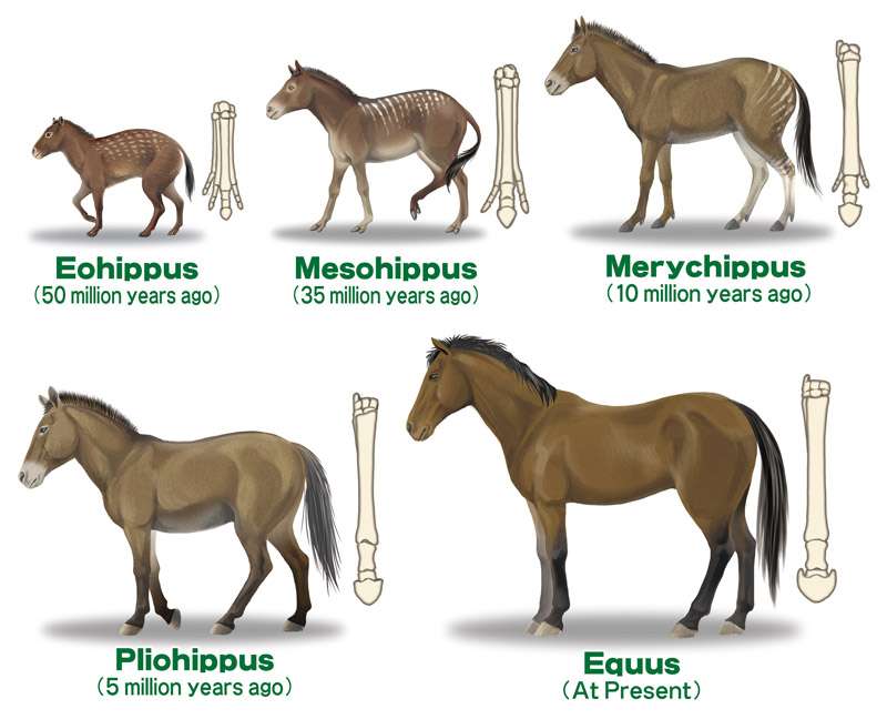 Evolution der Pferde Online-Puzzle