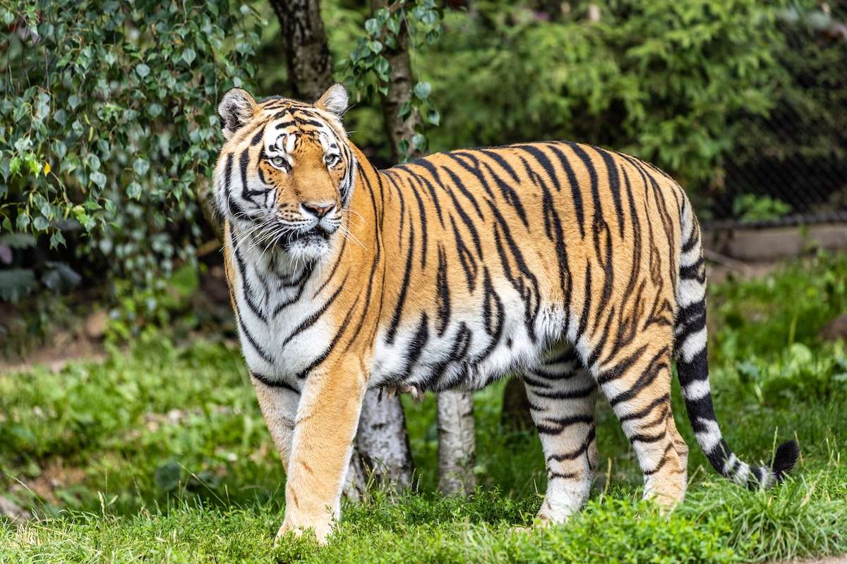 tiger poserar Pussel online