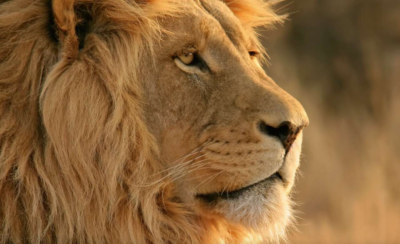 Лев, nadherný král divočiny пазл онлайн