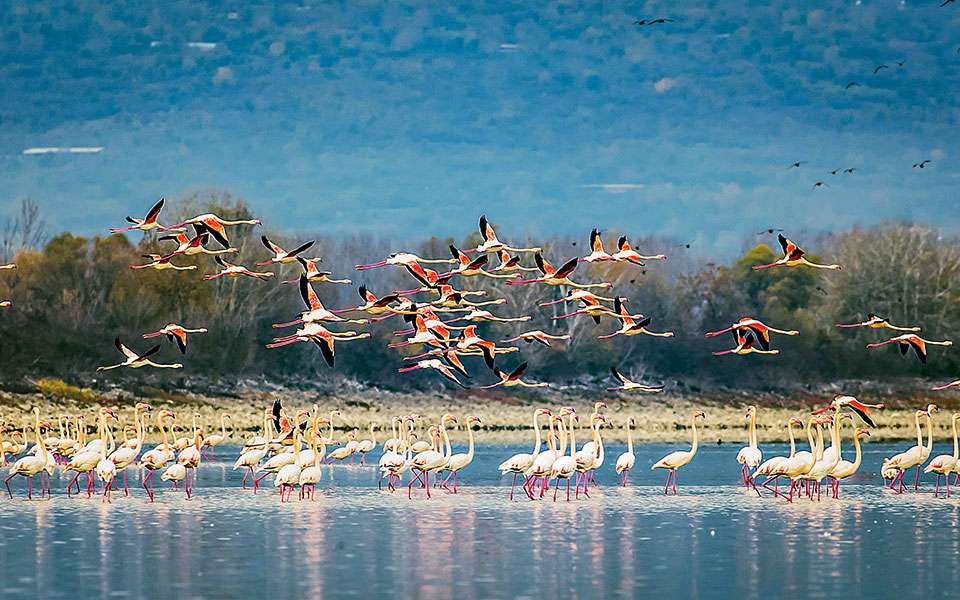 Griechenland Nationalpark Kerkini See Online-Puzzle