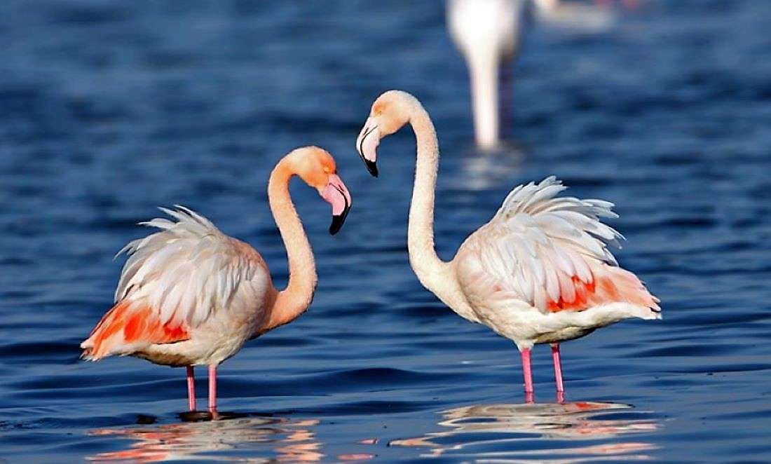 Parque Nacional do Lago Kerkini Grécia quebra-cabeças online