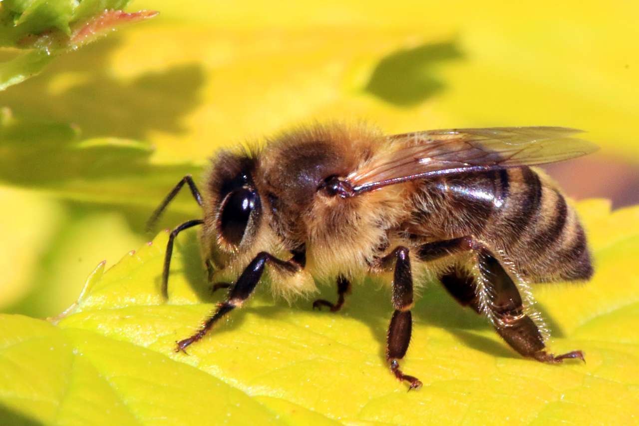 Пчела - пазл онлайн-пазл