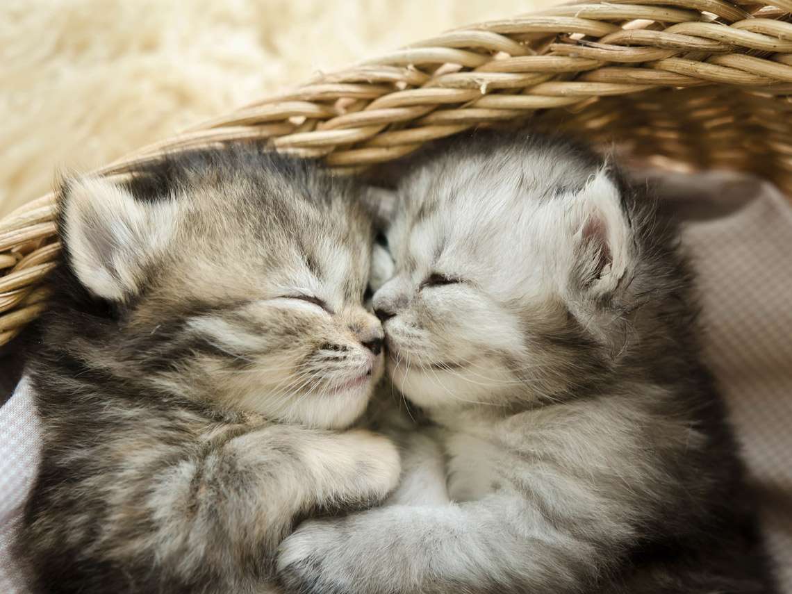 slapende kittens legpuzzel online