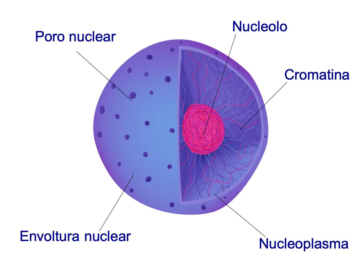 核の構造と機能 ジグソーパズルオンライン