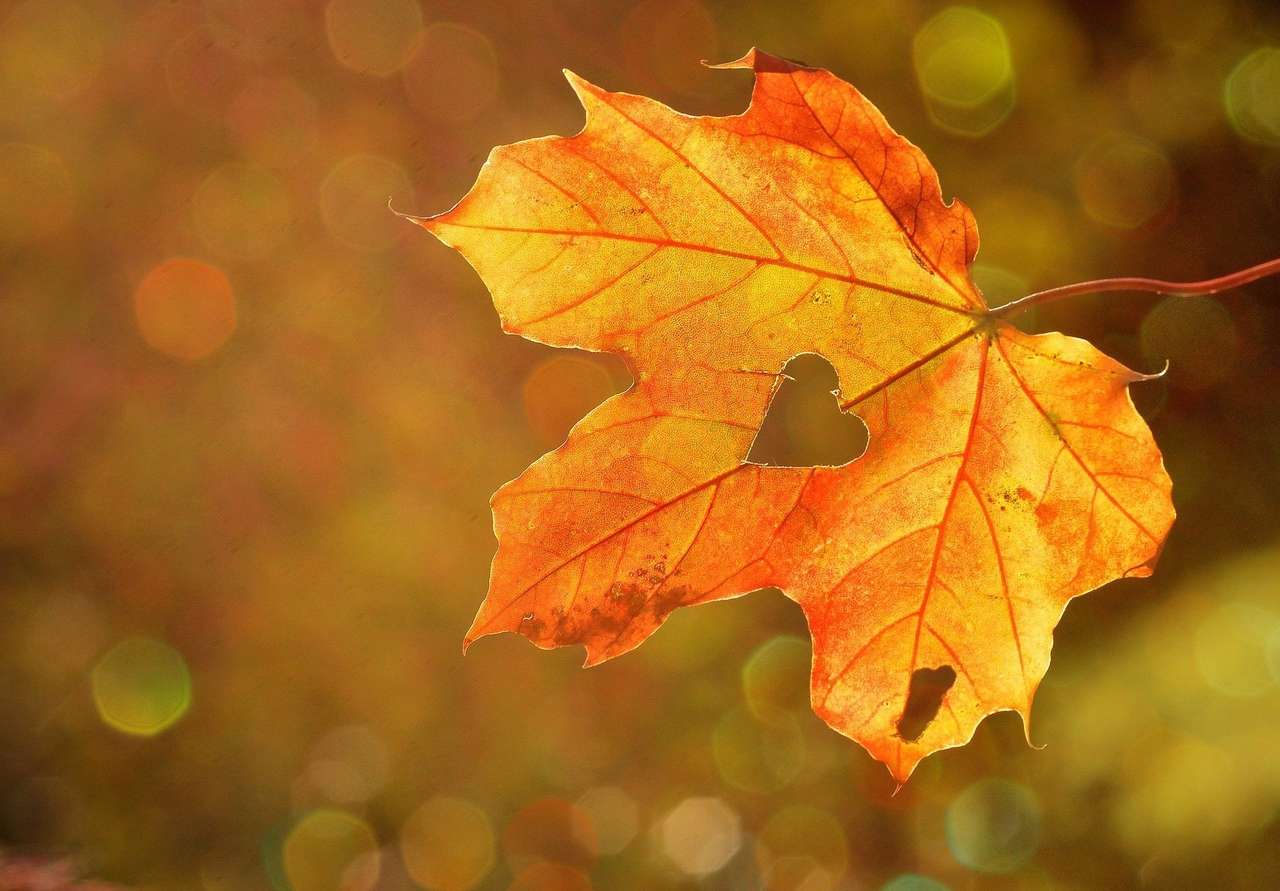 colorida hoja de otoño rompecabezas en línea