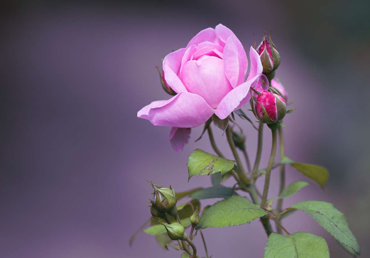 roze roos legpuzzel online