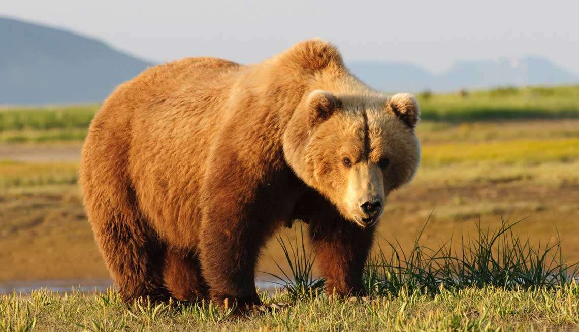 GRIZZLY jigsaw puzzle online