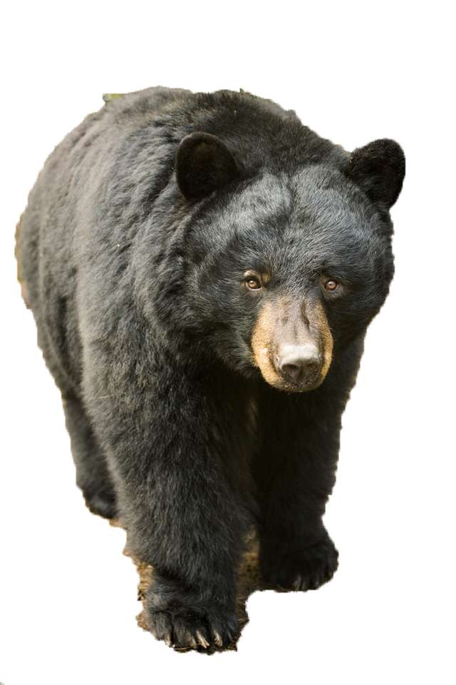 американский черный медведь пазл онлайн