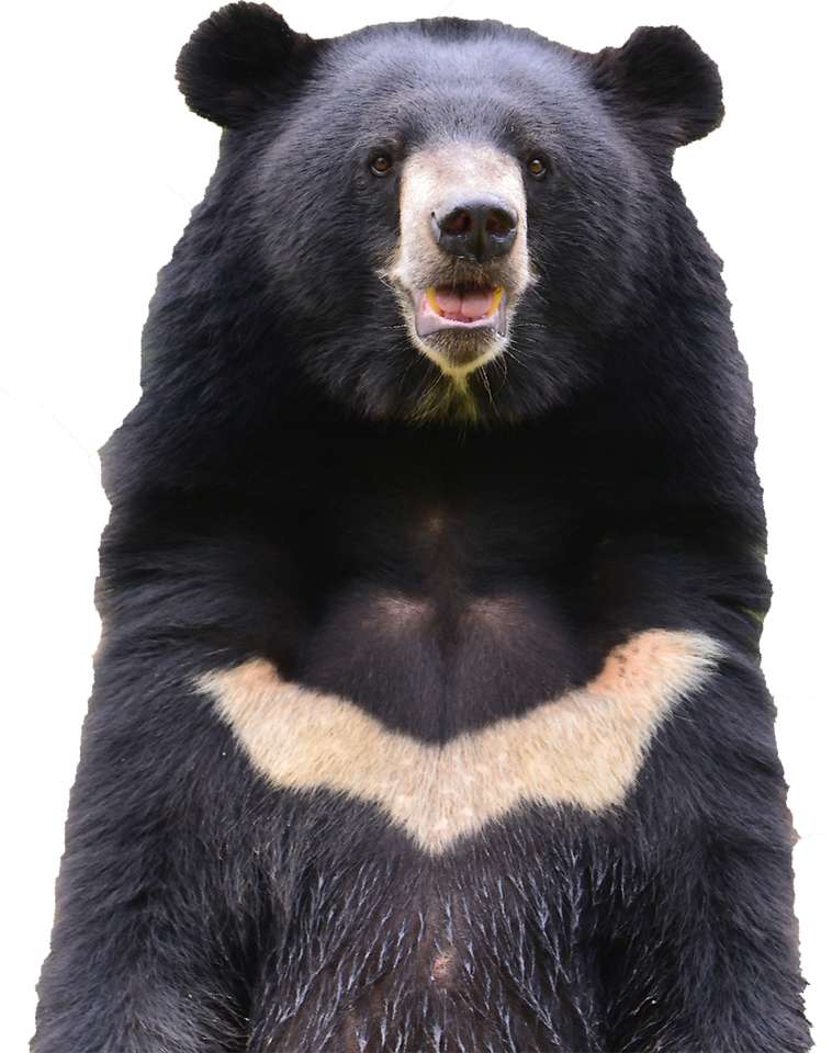 Aziatische zwarte beer legpuzzel online