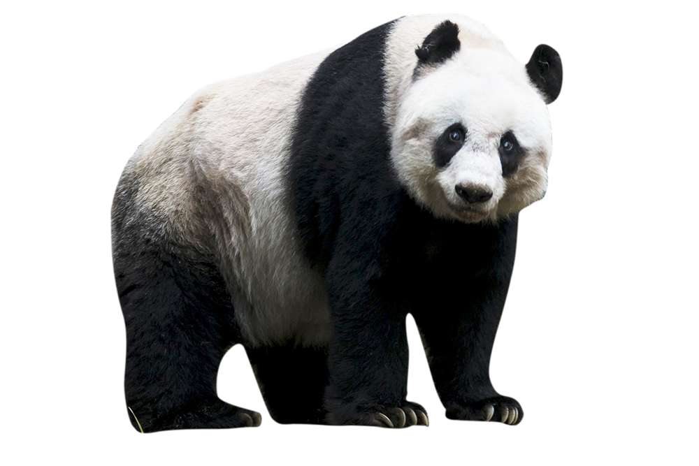 Pandabear online puzzel