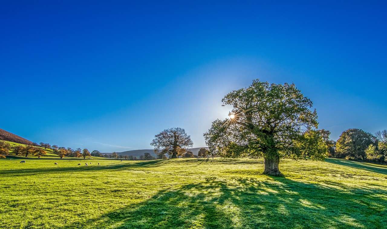 Pradaria do prado da luz do sol da árvore puzzle online
