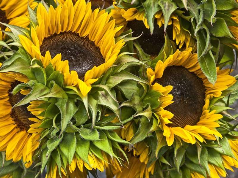 Zonnige mooie zonnebloemen legpuzzel online