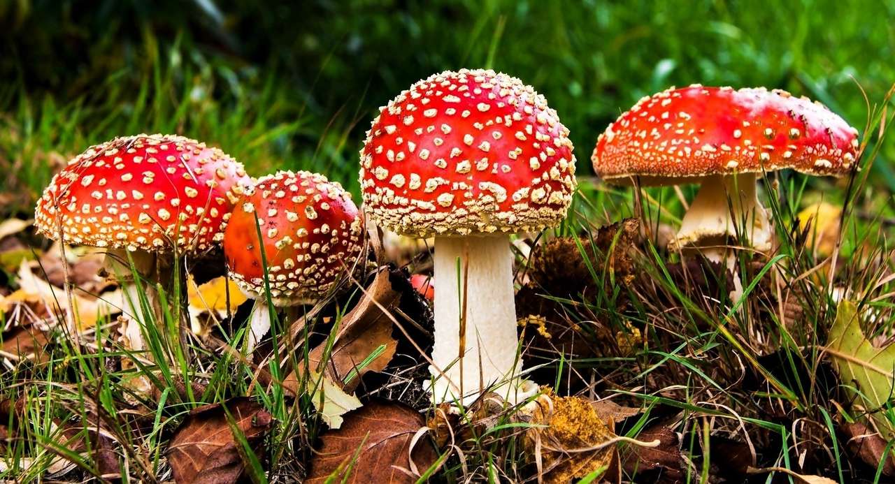 toadstools jigsaw puzzle online