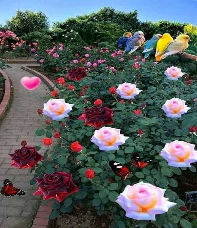 O jardim de rosas quebra-cabeças online