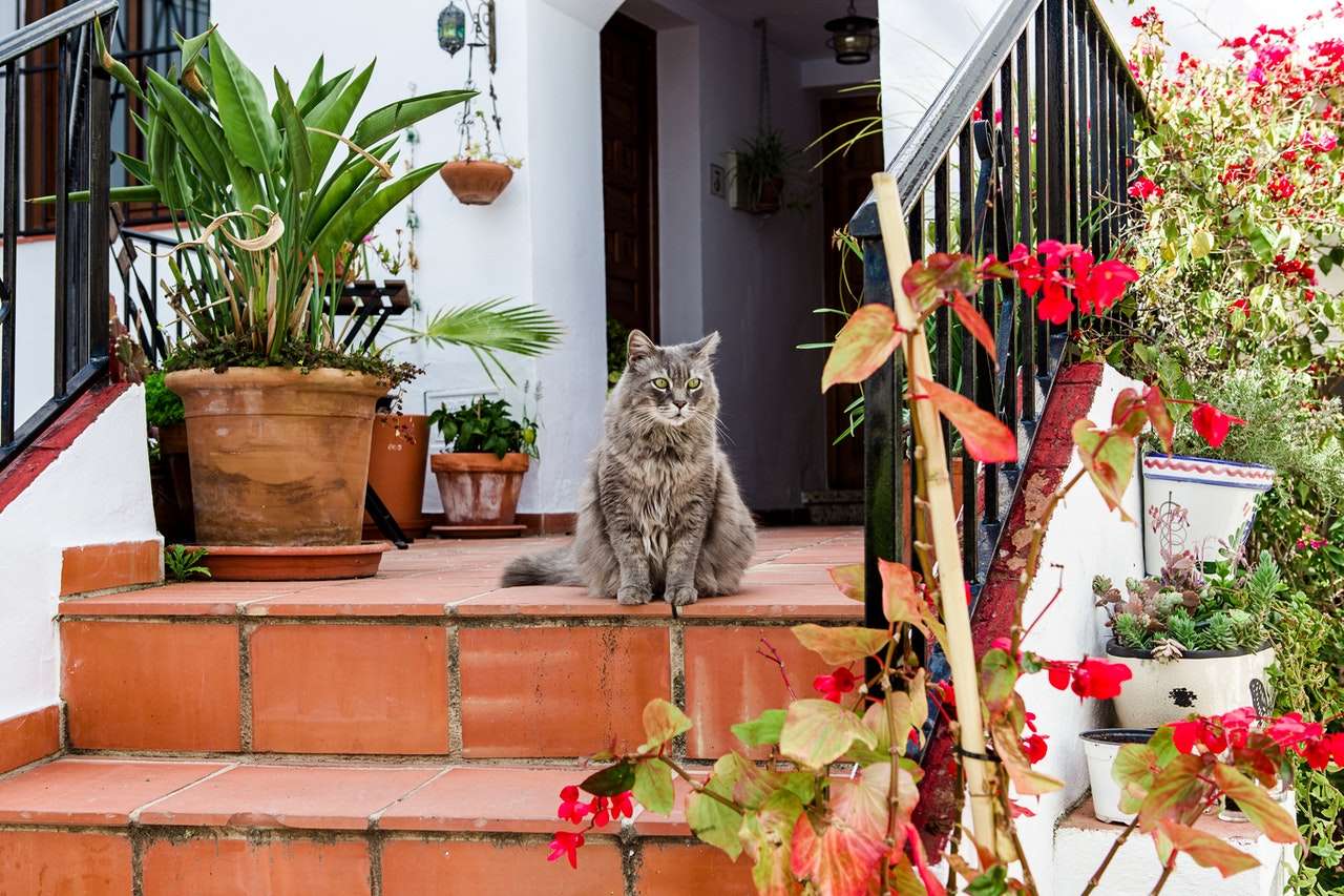 Kätzchen auf der Vordertreppe des Hauses Online-Puzzle