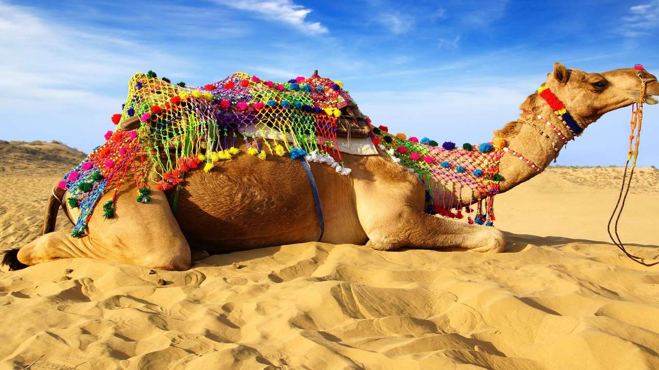 Camel jigsaw puzzle online