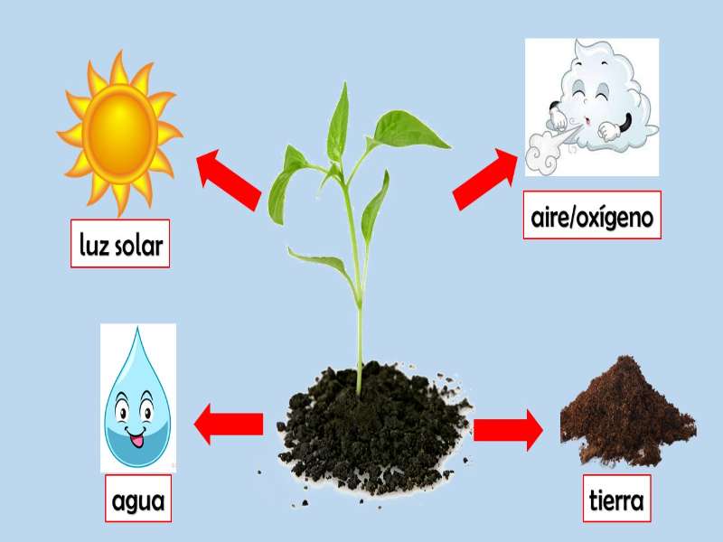 növényi szükségletek online puzzle