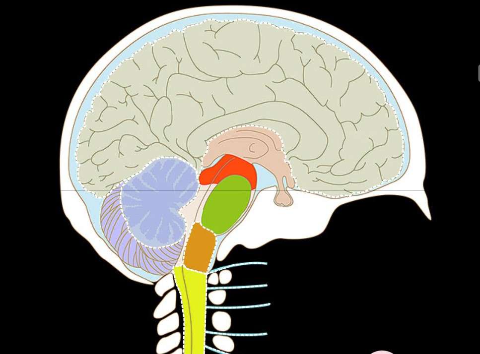 中枢神経系 ジグソーパズルオンライン