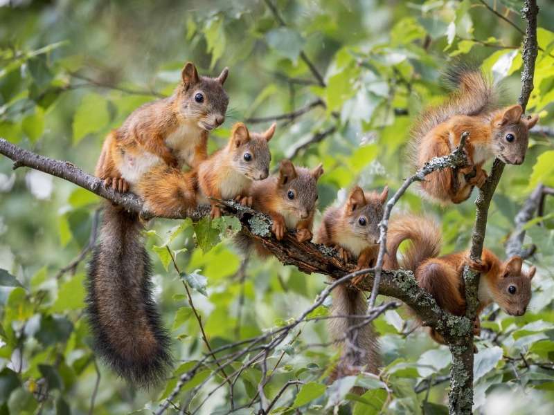Süße Eichhörnchen :) Puzzlespiel online