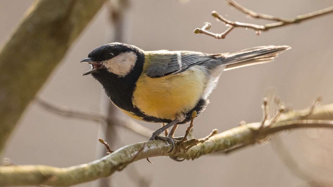 kleurrijke vogel op een takje online puzzel