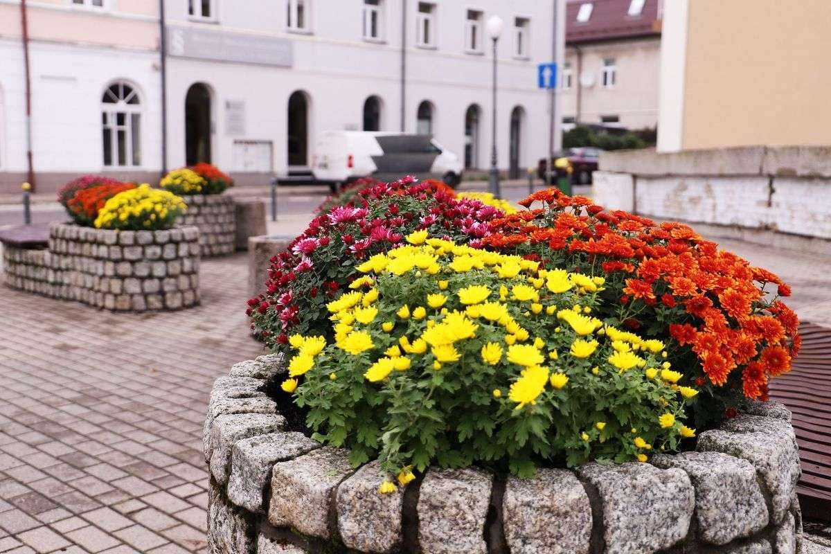 Chrysanthemums decorate the city jigsaw puzzle online