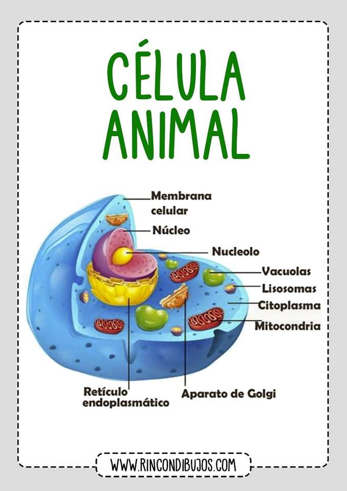 Cellula animale puzzle online