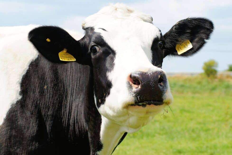 корова на ферме пазл онлайн