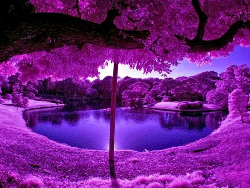 Lumea în violet - ar fi și frumos :) puzzle online
