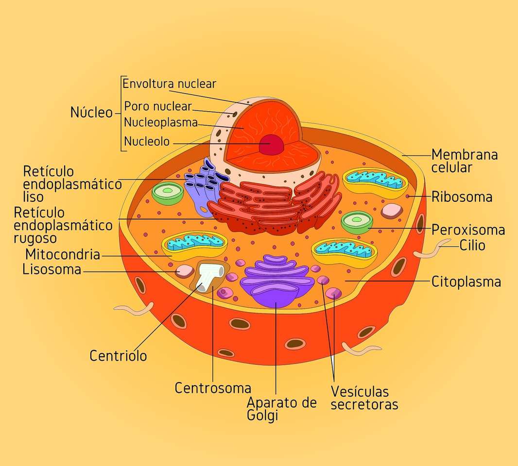 Eukaryotische dierlijke cel of Vegeta en prokaryotische legpuzzel online