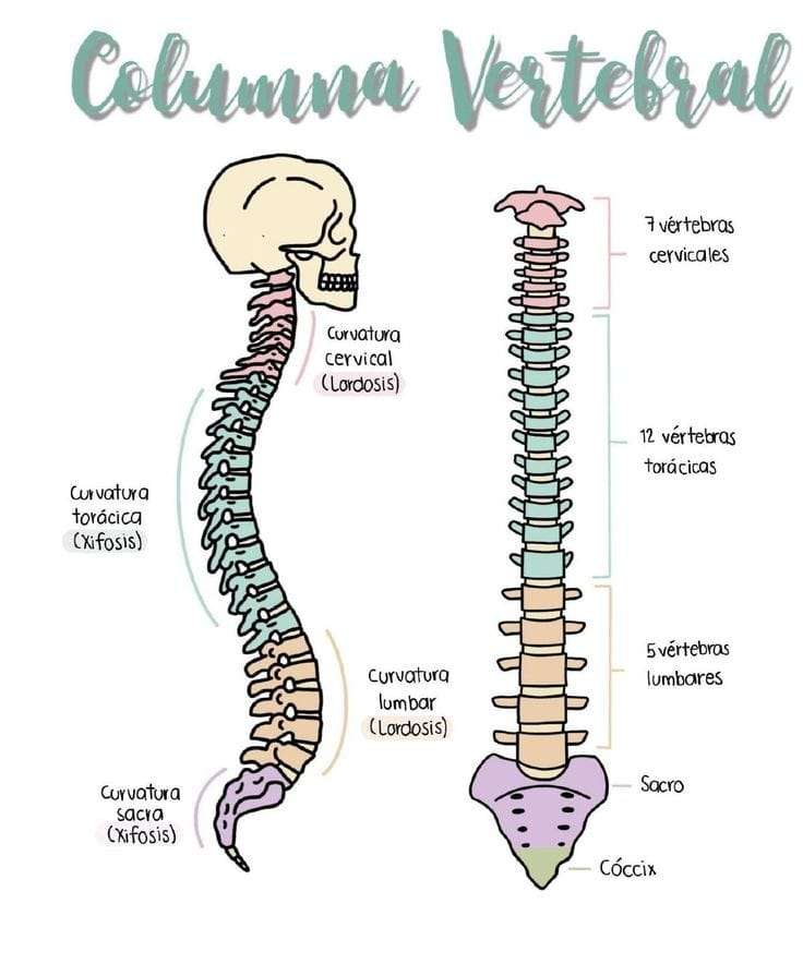 Colonna vertebrale puzzle online