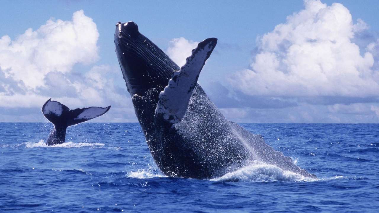 velryby skládačky online