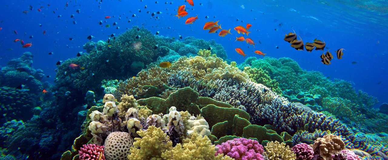 korálový útes skládačky online