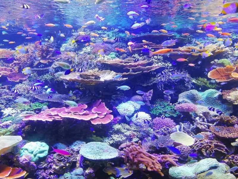 Ett underbart korallrev Pussel online