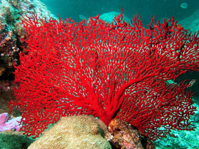 Θαλάσσια κοραλλιογενή βεντάλια, ένα θαύμα της φύσης παζλ online