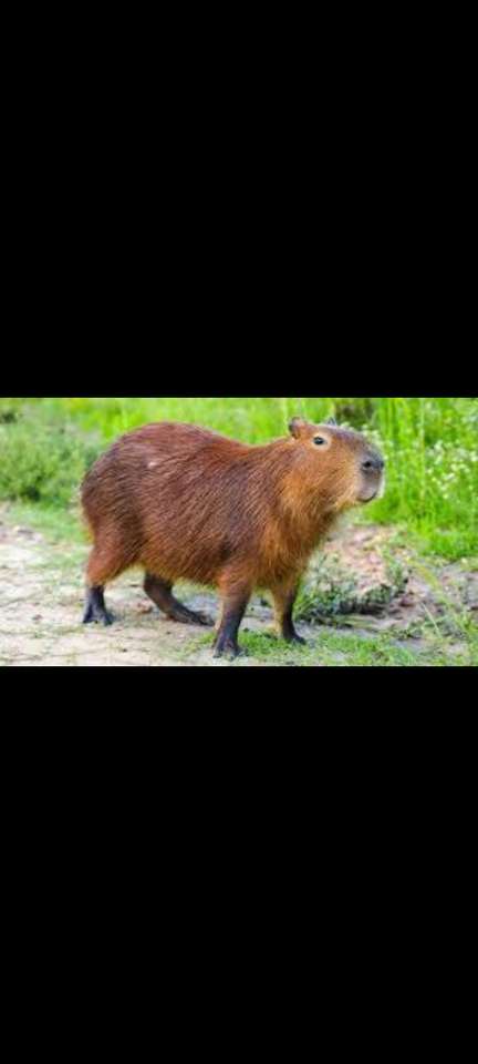 Carpincho rompecabezas en línea