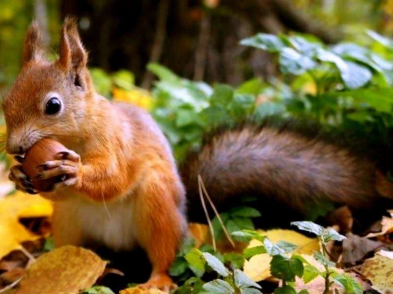 Squirrel-Tasty Redhead :) παζλ online