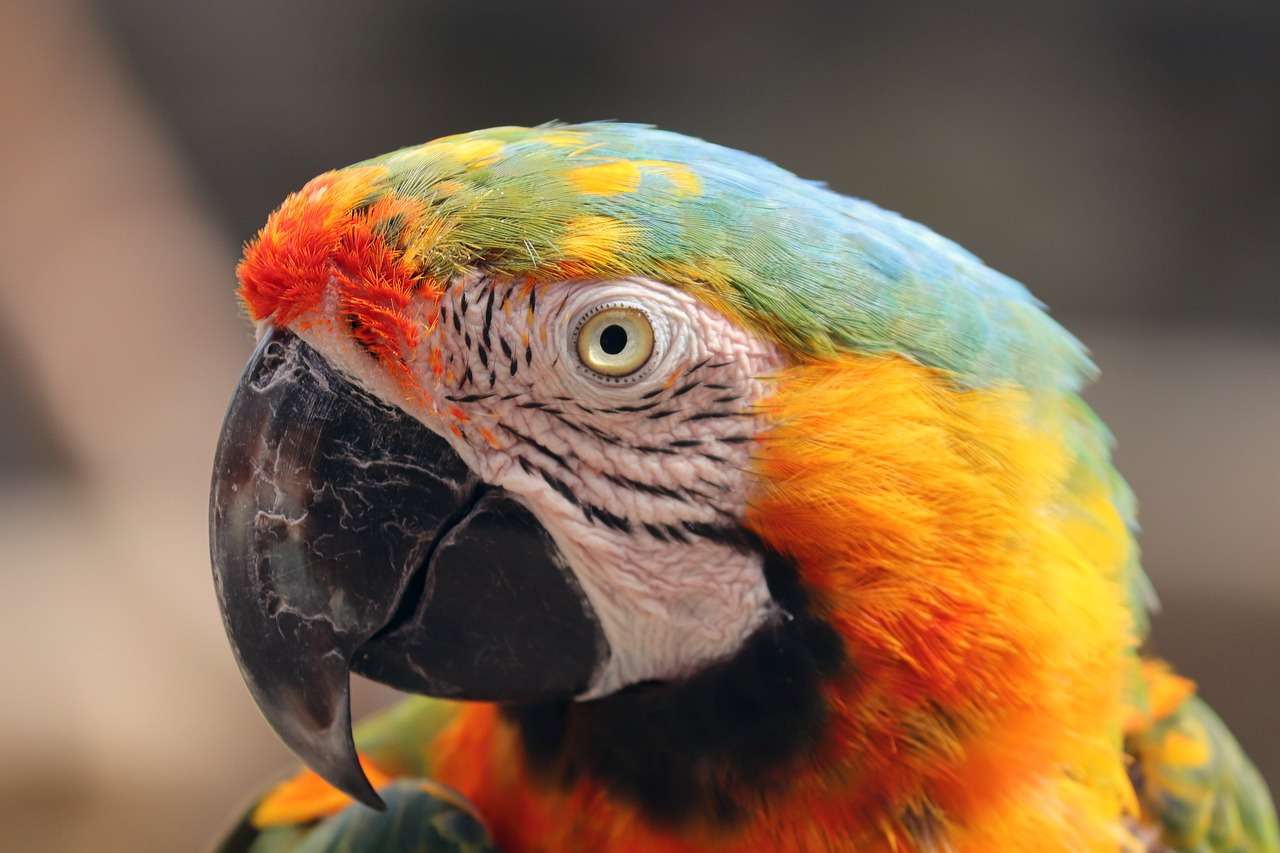 Цветни пера на папагал онлайн пъзел